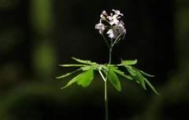 1648796677636501.png 图片.png