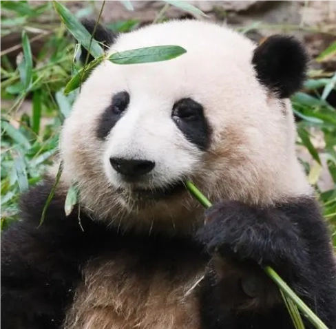 1722303585724410.png QQ_1722303579626.png