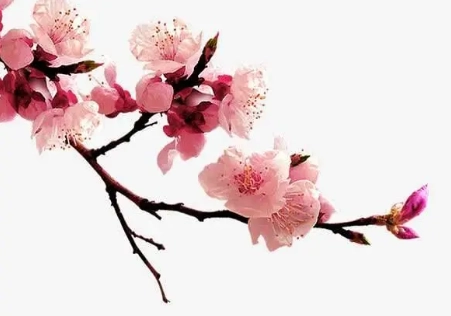 1678160895358415.png image.png