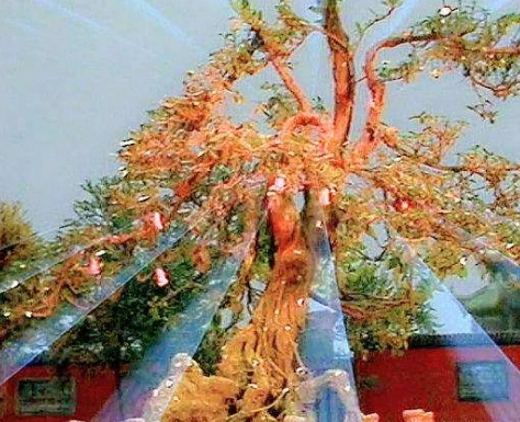 1555395417726900.png image.png