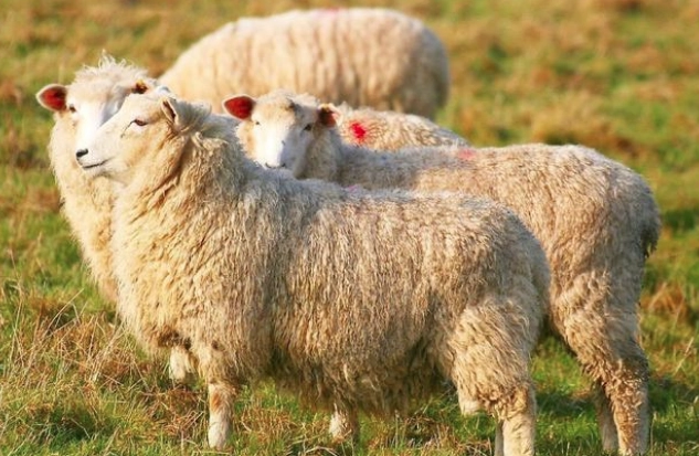 1567149647951340.png image.png