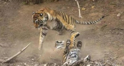 1663312279722471.png image.png