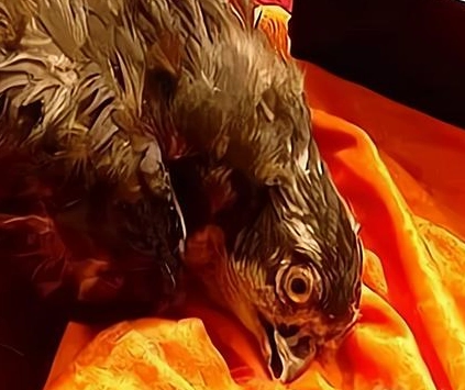 1660898706917661.png image.png