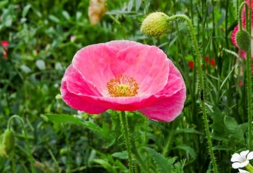 1662518242811508.png image.png