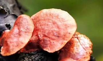 1658123345878278.png 图片.png