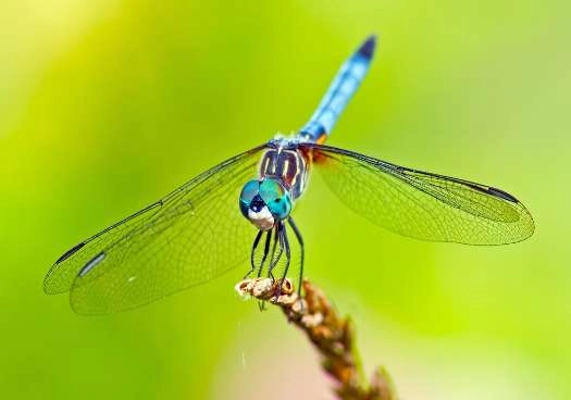 1536833522708603.png blob.png