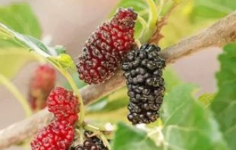 1657596324289750.png 图片.png