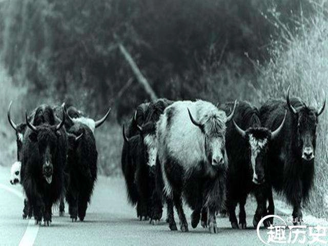 1527233040412154.jpg 152715198852576bad2e521.jpg