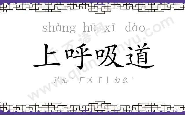 上呼吸道 上呼吸道