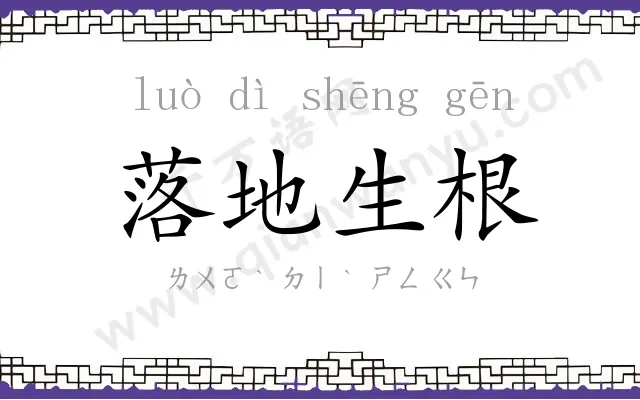 落地生根 落地生根