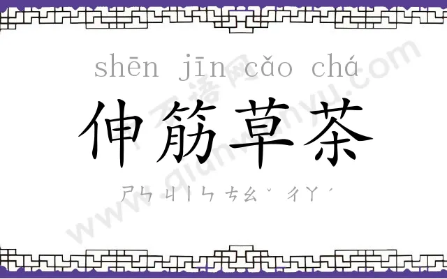 伸筋草茶 伸筋草茶