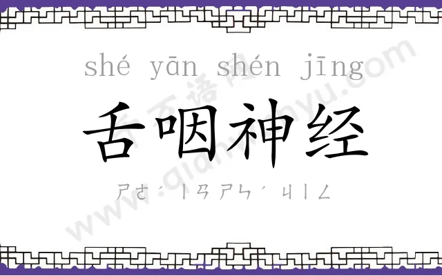 舌咽神经 舌咽神经