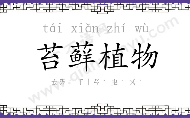 苔藓植物 苔藓植物