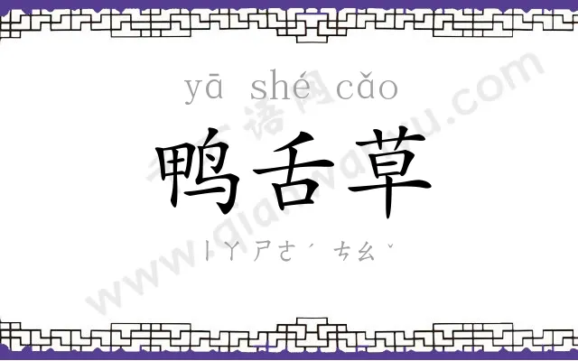 鸭舌草 鸭舌草