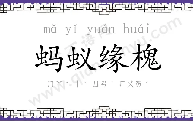 蚂蚁缘槐 蚂蚁缘槐