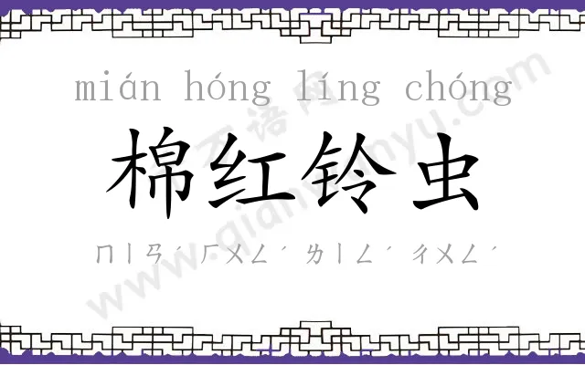 棉红铃虫 棉红铃虫