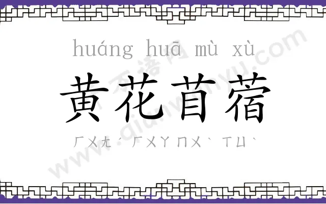 黄花苜蓿 黄花苜蓿