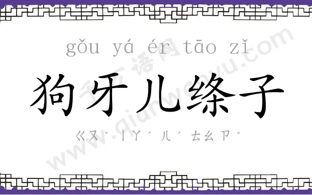 狗牙儿绦子 狗牙儿绦子