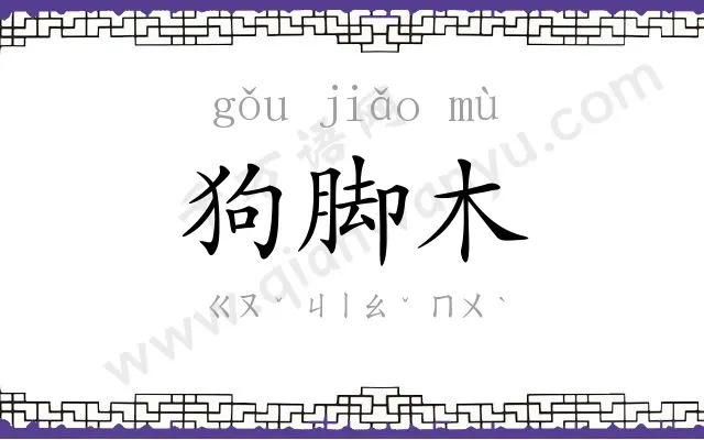 狗脚木 狗脚木