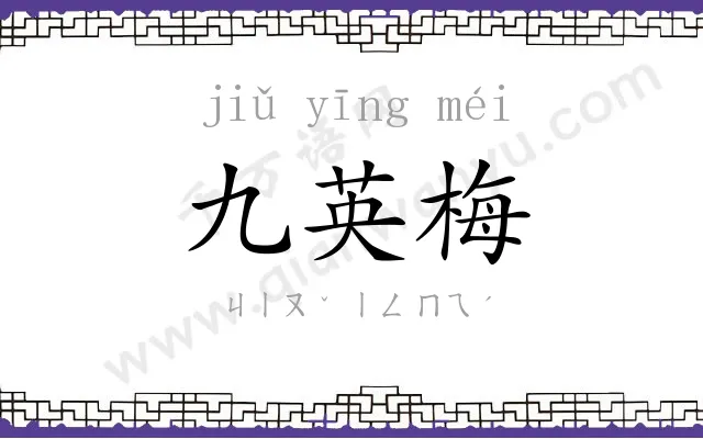 九英梅 九英梅