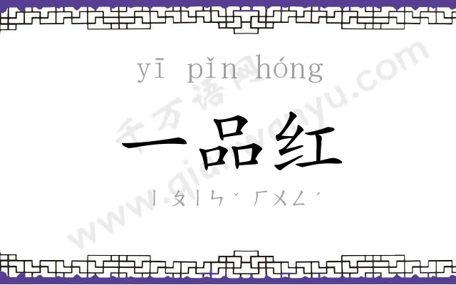 一品红 一品红