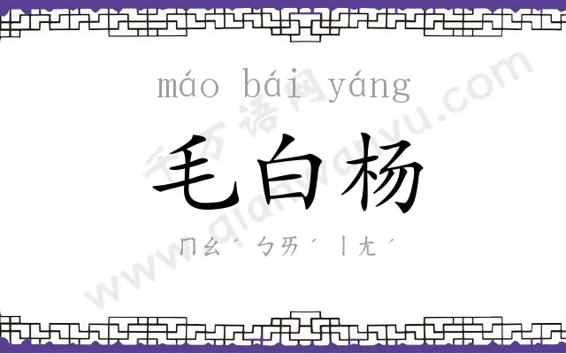 毛白杨 毛白杨