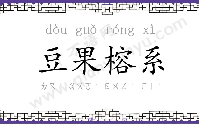 豆果榕系 豆果榕系