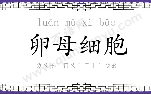 卵母细胞 卵母细胞