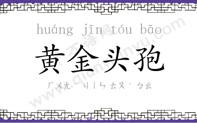 黄金头孢 黄金头孢