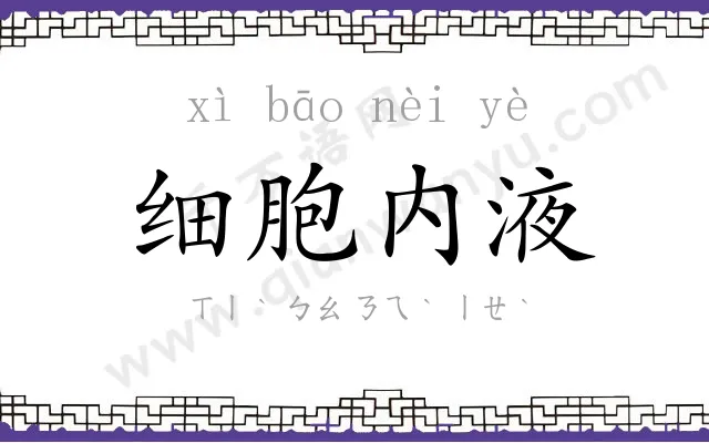 细胞内液 细胞内液