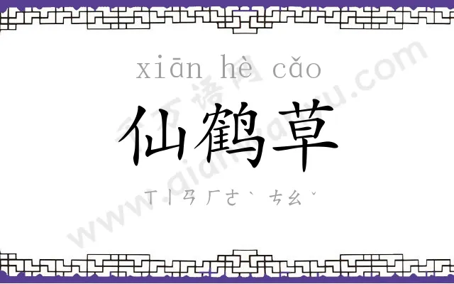 仙鹤草 仙鹤草