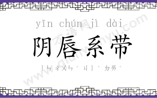 阴唇系带 阴唇系带