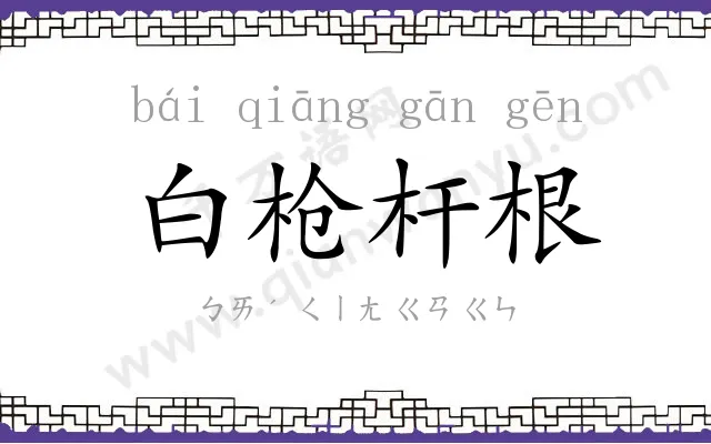 白枪杆根 白枪杆根